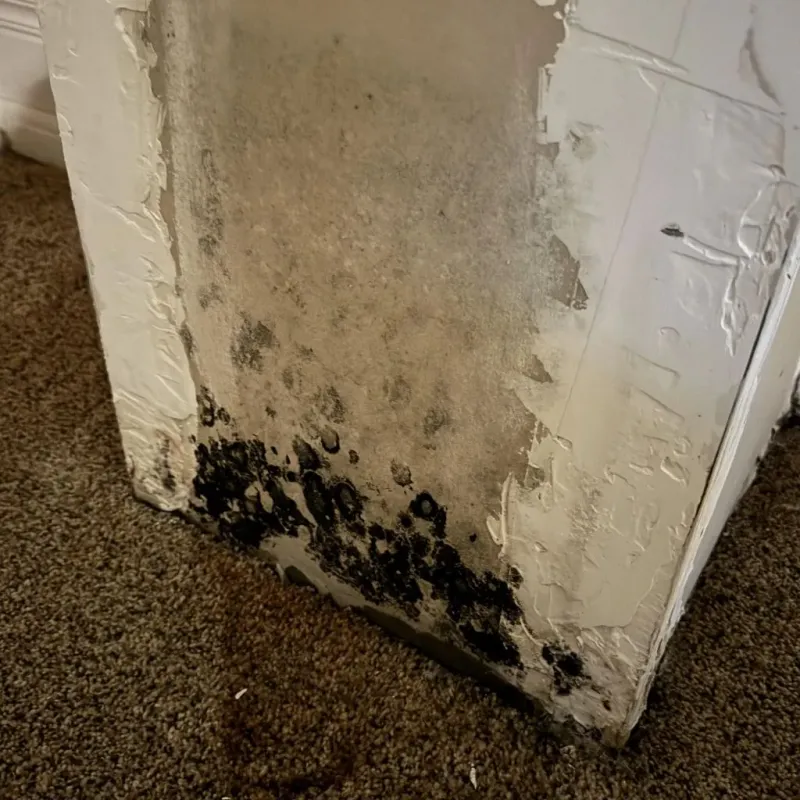 Professional Mold Removal in Pender County, NC